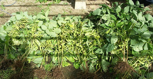 edamame02.jpg