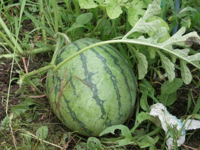 suica02.jpg