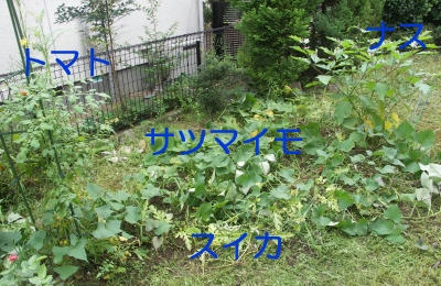 suica03.jpg