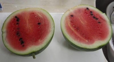 suica05.jpg