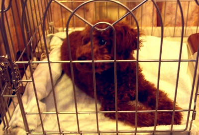 poodle01.jpg