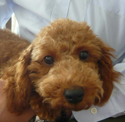 poodle02.jpg