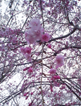 sakura.png