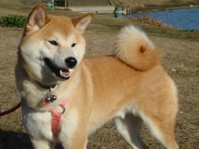 元気です。