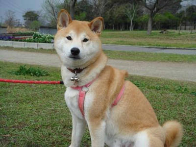 お父さん！ナーニ？