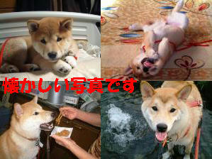 １歳までの写真です。