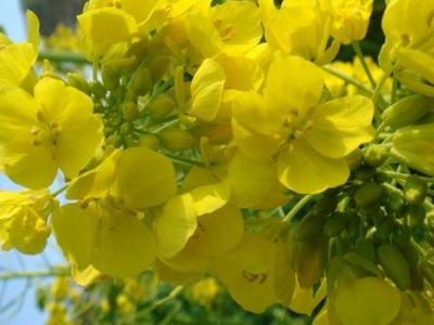 菜の花です！