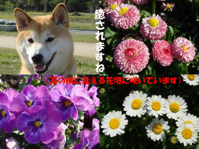 僕は幸せです！
