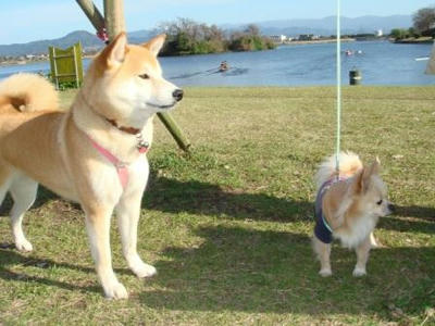 チロちゃんとツウショットのとこです！