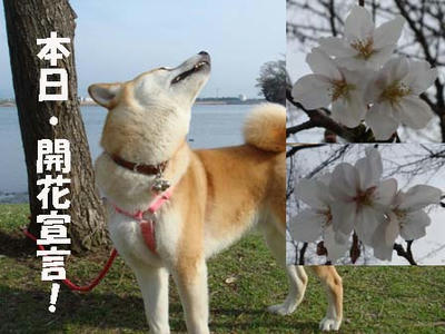 やっと、桜が咲きました！