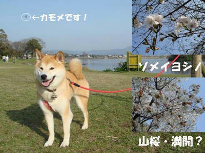 桜の季節です！