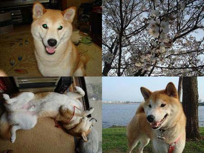 桜は順調に開花！幸太郎も好調！