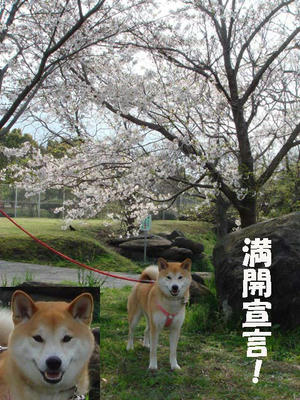 桜も幸太郎も満開宣言？です！