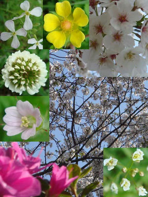 桜・ツツジ・野草が咲き誇っています！