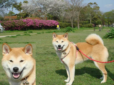 ツツジとサクラと幸太郎！