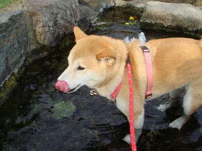 お水が美味しくて・・・気持ちいい！