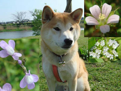 小さいけれど・・・野草が綺麗です！