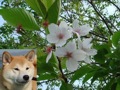 葉桜ではありませんでした！