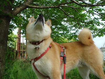 葉桜！・・・きれいだな！