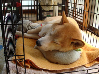 お昼ねをしている幸太郎です！