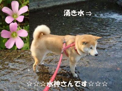 お水に入って・・・気持ち良さそうな幸太郎です！