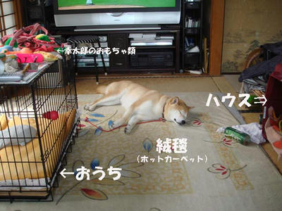 くつろいでいる幸太郎！