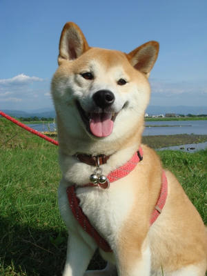 張り切り幸太郎です！