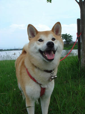 六ちゃんのお母さん今日は！
