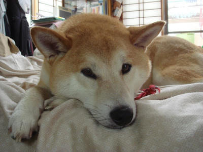 見張り番の幸太郎です！