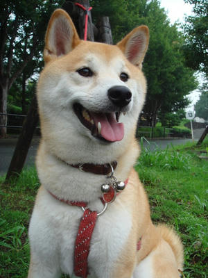 今朝の幸太郎です！