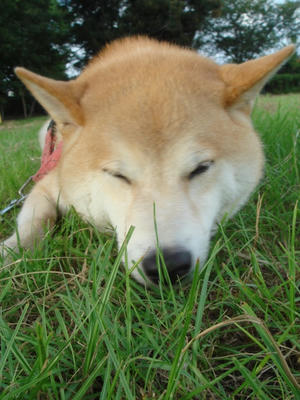 アゴをこすり付けている幸太郎です！