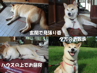 忙しい？幸太郎です！