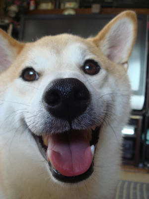 おうち犬です！