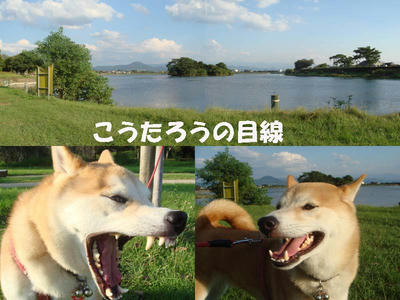 下江津湖の全景です！