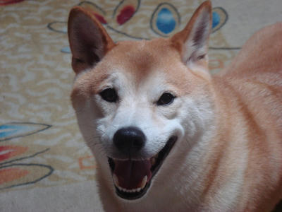 おねだり幸太郎です！