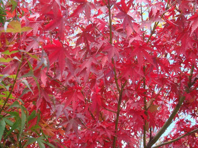 高森の紅葉です！