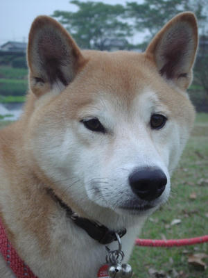 真面目な顔をしています！