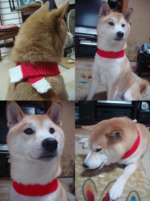 クリスマスプレゼント！