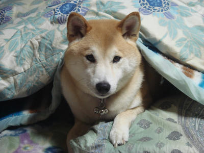 オヤスミナサイ！