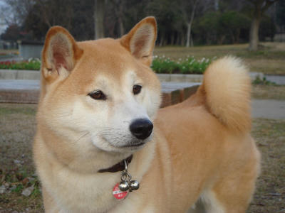 キリッとこうたろうです！