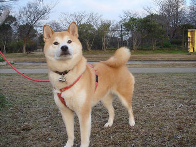 鴨を見ています！