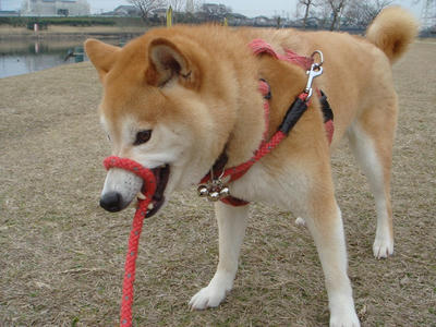 駄々をコネルこうたろうです！