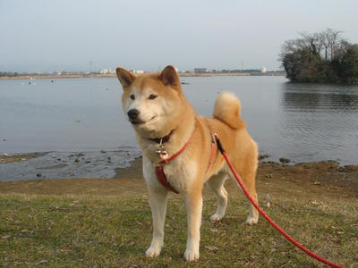 江津湖がきれいです！