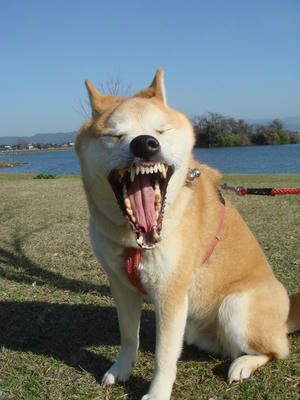 お口がか～ばです！