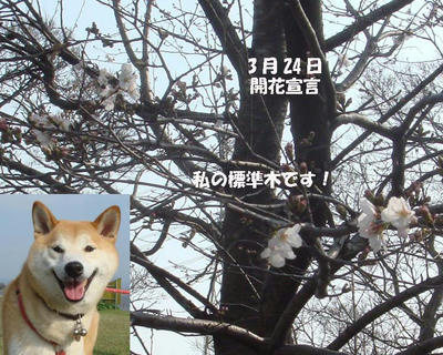 桜の開花宣言です！