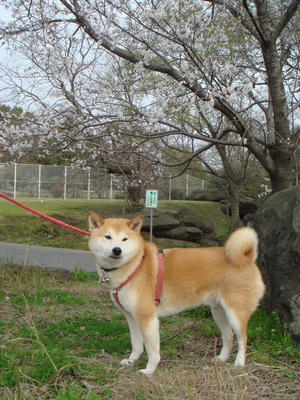 もうすぐ満開です！