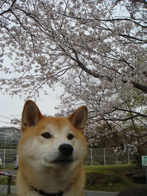 桜が満開です！
