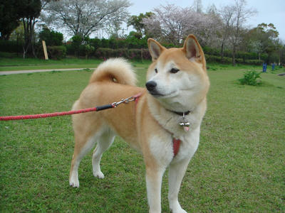 行儀のよいこうたろうです！