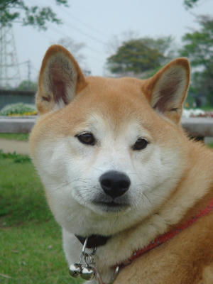 引き締まった？顔です！