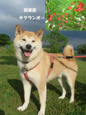 お昼から晴れました！